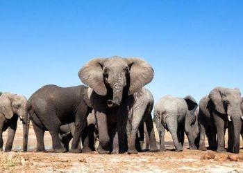 Siete elefantes mueren y uno resulta herido al chocar un tren con una manada en la India