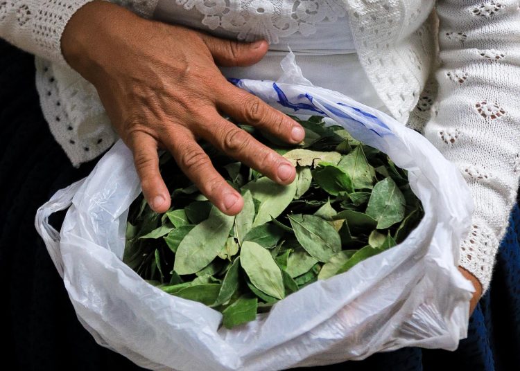 Los cultivos de hoja de coca en Bolivia se incrementaron un 10 % en 2024, según la ONU