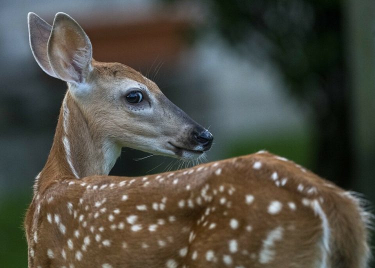 Denuncian presencia de supuestos venados en residencial de la Villa Panamericana, en SDE