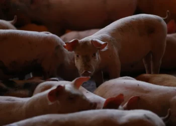 Canadá permite la entrada de productos españoles del porcino desde zonas libres de peste