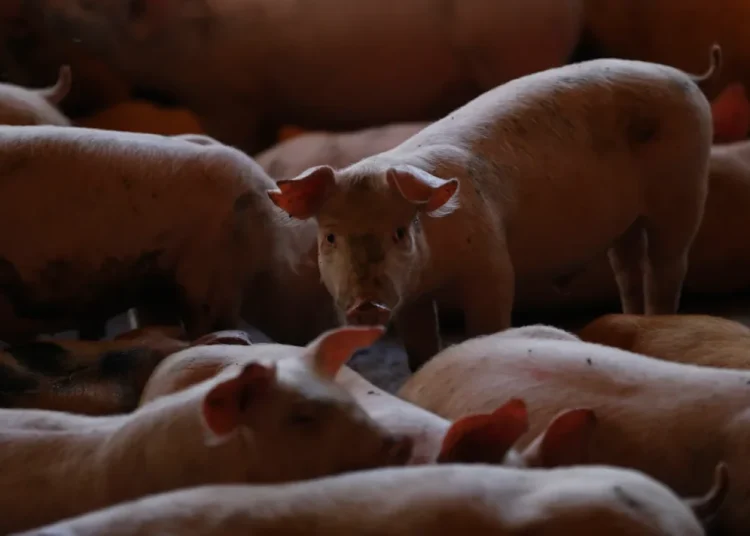 Canadá permite la entrada de productos españoles del porcino desde zonas libres de peste