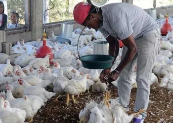 Avicultores afirman hay producción suficiente para atender demanda por Navidad y Año Nuevo
