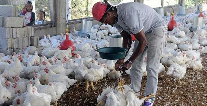 Avicultores afirman hay producción suficiente para atender demanda por Navidad y Año Nuevo