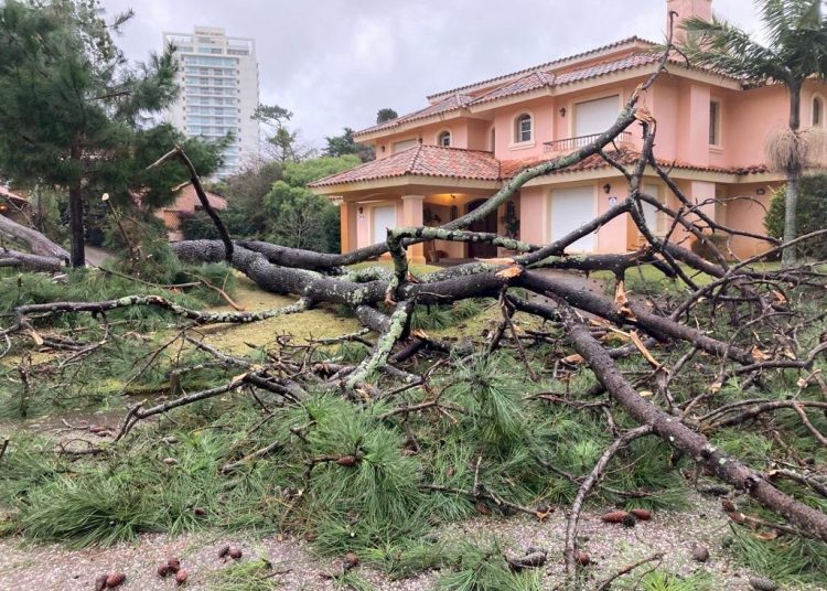 Vehículos dañados y 95 árboles caídos sobre casas por el ciclón extratropical en Uruguay