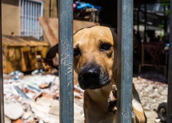 Buscan crear censo de perros y gatos para combatir el abandono en Puerto Rico