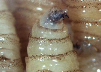 Casos acumulados de gusano barrenador en México aumentaron a 118 en una semana