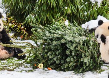 El zoo de Berlín recicla los árboles de Navidad y los sirve a sus animales