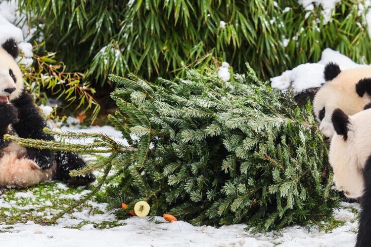 El zoo de Berlín recicla los árboles de Navidad y los sirve a sus animales