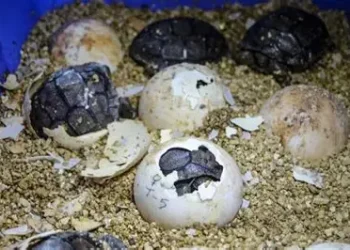 Ecuador reubica 438 huevos de la tortuga más grande del mundo para su conservación