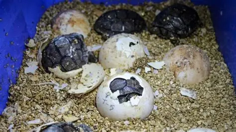 Ecuador reubica 438 huevos de la tortuga más grande del mundo para su conservación