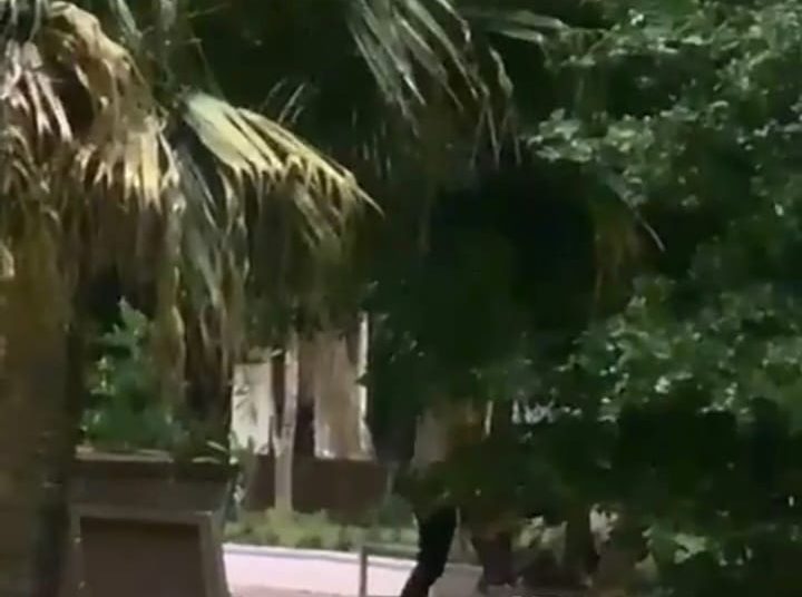 Pareja es captada sosteniendo relaciones sexuales en el parque Duarte de Azua