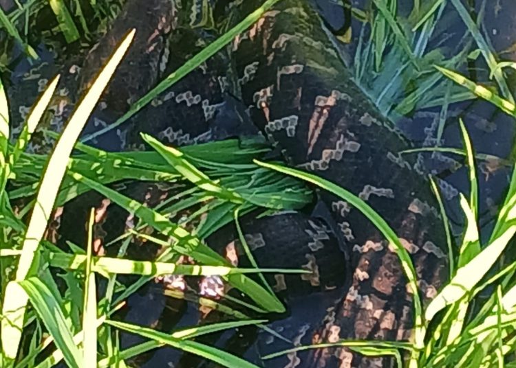 Agricultor halla culebra de gran tamaño en parcela agrícola de Arenoso