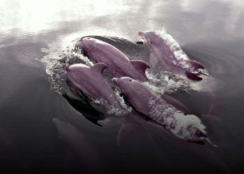 Avistamiento de delfines con cría en Los Haitises y llegada temprana de ballenas jorobadas en Samaná