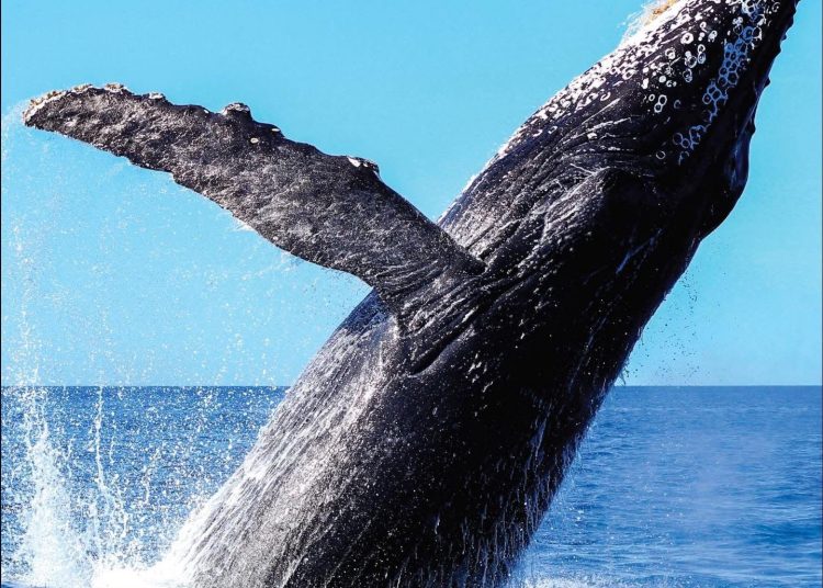 Samaná se consolida como destino de importancia mundial para el avistamiento de ballenas jorobadas