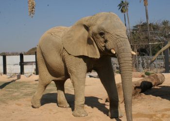 Muere la elefanta africana Susi, de las más longevas de Europa