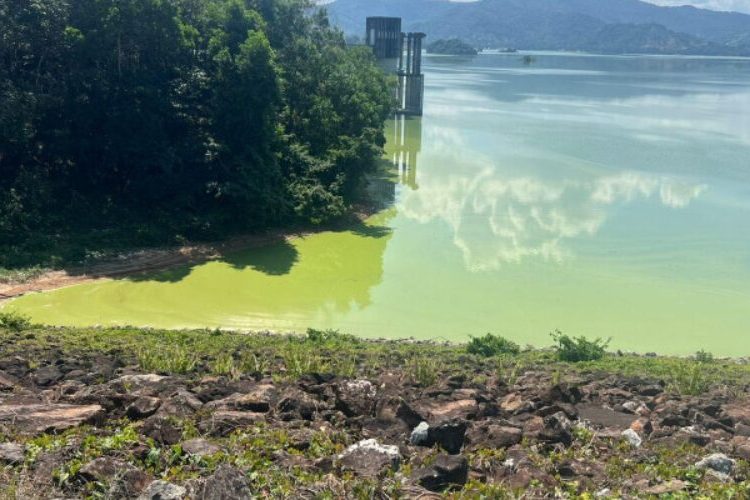 Abandono y parálisis económica afectan a la Presa de Hatillo, denuncia comunicadora Grace Reyes