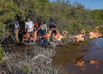 Zoológico dominicano libera 12 flamencos en Salinas de Baní