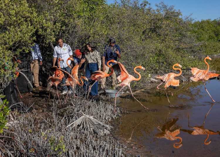 Zoológico dominicano libera 12 flamencos en Salinas de Baní