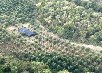 Ministerio Público y DNCD persiguen a tres hombres por cultivo de marihuana desmantelado en Baní