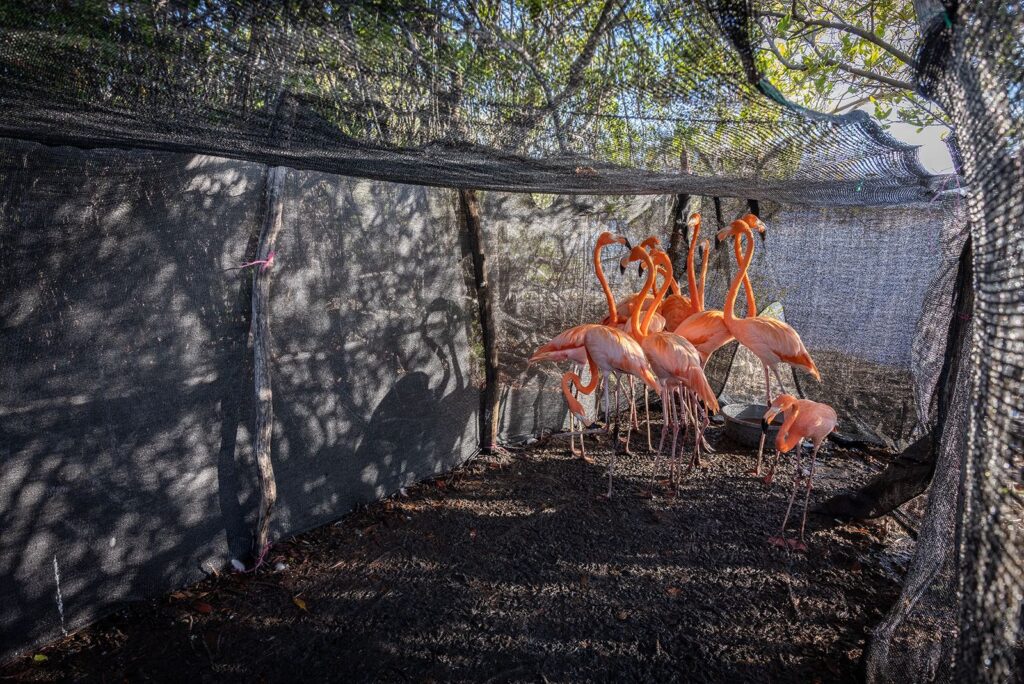 Zoológico dominicano libera 12 flamencos en Salinas de Baní - Noticias de hoy en República Dominicana | De Último Minuto