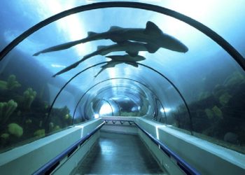 Acuario Nacional reintrodujo más de 1,300 organismos a su hábitat natural durante 2025