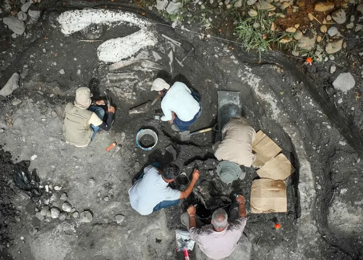 Hallan fósiles de un perezoso gigante y un mastodonte de al menos hace 10.000 años en Costa Rica