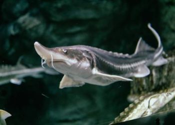 Hallan el pez óseo articulado más antiguo, que vivió hace unos 436 millones de años