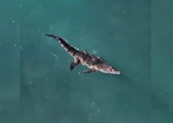 Capturan cocodrilo que había escapado de rancho turístico en Puerto Plata