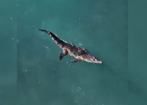 Capturan cocodrilo que había escapado de rancho turístico en Puerto Plata