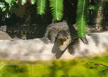 Autoridades buscan a cocodrilo que escapó de una finca en Puerto Plata