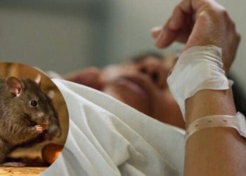 Perú emite alerta epidemiológica ante brote de leptospirosis con más de 1.000 casos