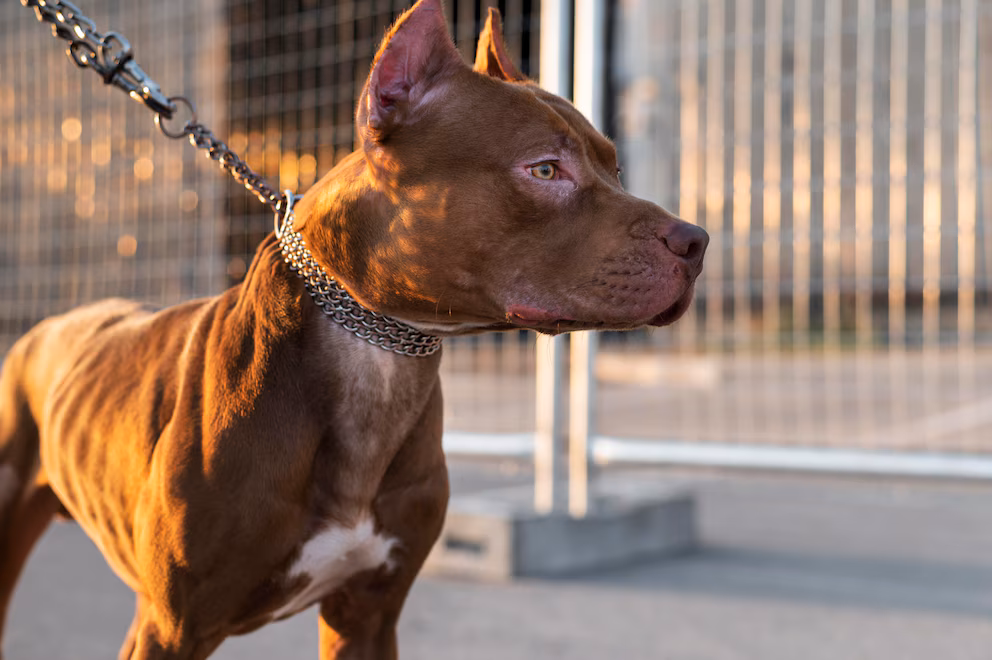 Francés es acusado de homicidio involuntario tras ataque de su pitbull a su pareja embarazada