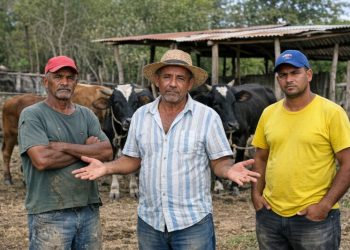 Beneficiarios del programa “Regreso al Campo” del FEDA dicen no hubo evaluación antes de entregar las vacas