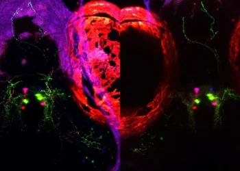 Una investigación sobre el sueño en peces podría abrir vías para tratar el insomnio en humanos