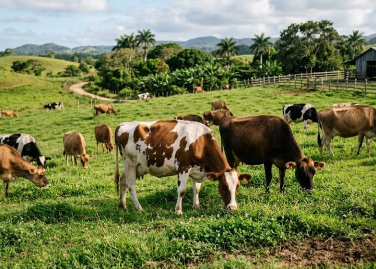Alcalde y empleados del Ayuntamiento de Guerra también recibieron vacas del FEDA