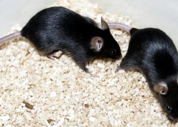 Un estudio con ratones revela que los daños de los azúcares artificiales pasan a los hijos