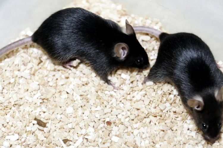 Un estudio con ratones revela que los daños de los azúcares artificiales pasan a los hijos