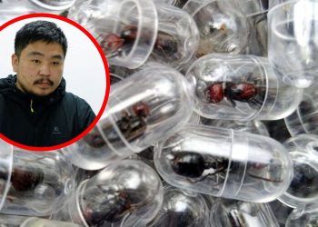 Kenia condena a ciudadano chino a un año de prisión por contrabando de unas 2.200 hormigas