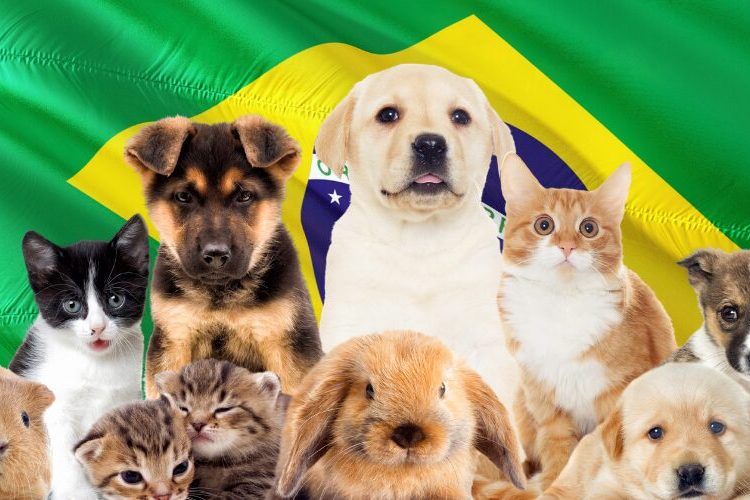 La custodia compartida de mascotas ya es ley Brasil