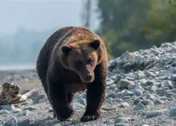 Dos soldados estadounidenses resultan heridos por el ataque de un oso en Alaska