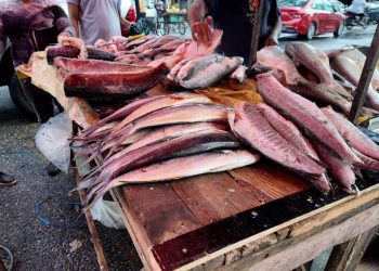 Vendedores de pescado aseguran que los costos se han mantenido; precios rondan desde RD$200 la libra