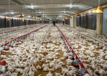 Avicultores garantizan pollos ni huevos subirán pese a crisis internacional