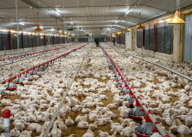 Avicultores garantizan pollos ni huevos subirán pese a crisis internacional