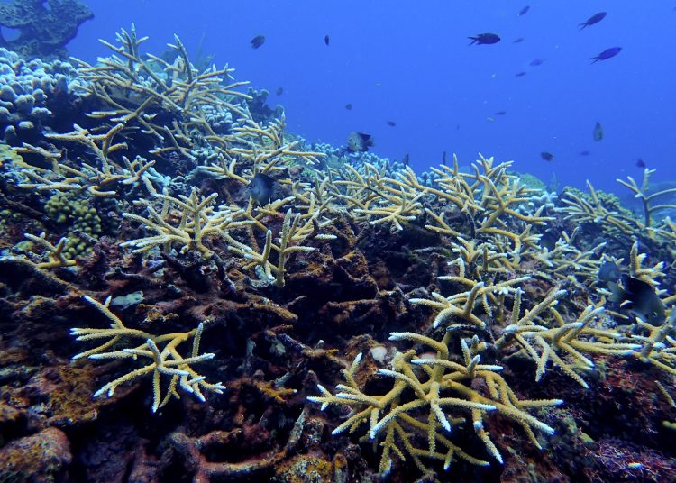 Lanzan “The Reserve Resort”, iniciativa que convierte arrecifes en un “hotel” para impulsar la conservación marina