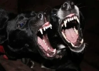 Casi 30 mil personas resultaron heridas por ataques de perros en el Reino Unido en un año