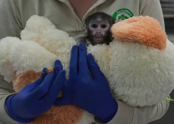 Presentamos a Yuji, el pequeño mono mexicano que encuentra consuelo en un peluche