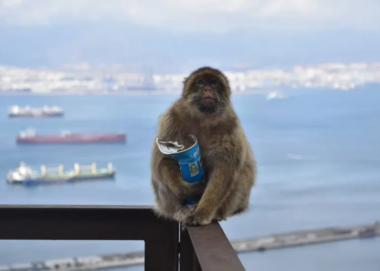 Los monos de Gibraltar comen tierra para contrarrestar los efectos de la comida basura humana