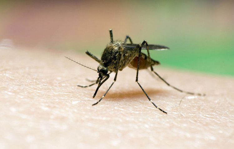 Día Mundial del Paludismo: Un llamado a la acción global