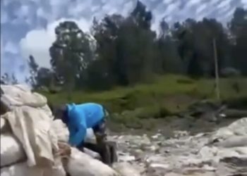 Sobreproducción y lluvias provocan pérdidas millonarias a productores de zanahorias en Constanza