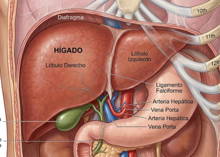 Qué comer para tener un hígado sano y evitar enfermedades hepáticas